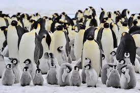 Emperor Penguin