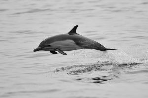 20090624-dolphin-960x638